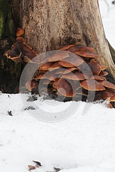 Flammulina velutipes mushrooms