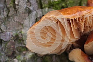 Flammulina velutipes mushrooms