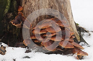 Flammulina velutipes mushrooms