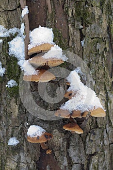 Flammulina velutipes mushrooms