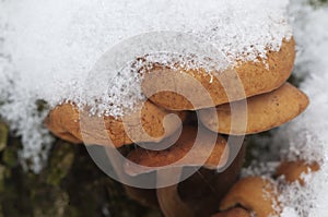 Flammulina velutipes mushrooms