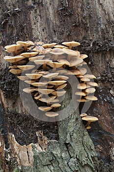 Flammulina velutipes mushrooms