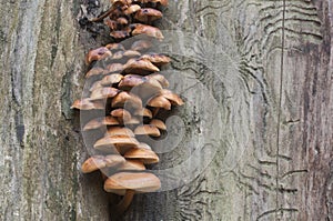 Flammulina velutipes mushrooms