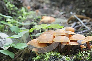 Flammulina velutipes mushrooms