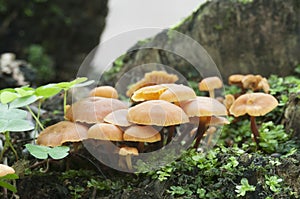 Flammulina velutipes mushrooms