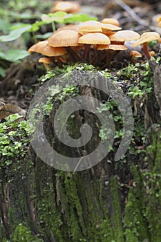 Flammulina velutipes mushrooms