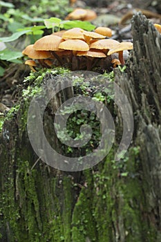 Flammulina velutipes mushrooms