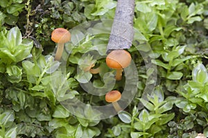 Flammulina velutipes mushrooms