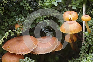 Flammulina velutipes mushrooms