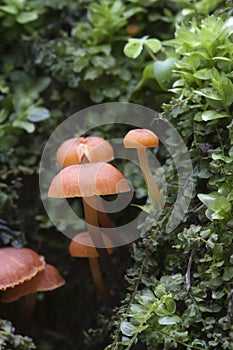 Flammulina velutipes mushrooms