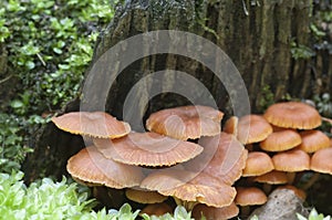 Flammulina velutipes mushrooms