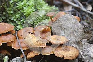 Flammulina velutipes mushrooms