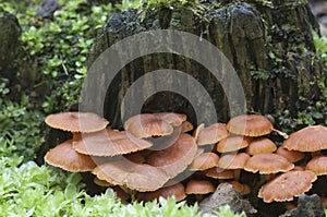 Flammulina velutipes mushrooms