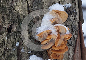 Flammulina velutipes mushrooms in winter