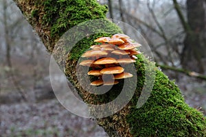 Flammulina velutipes on the tree