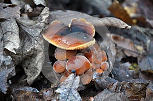 Flammulina velutipes winter fungi grow in the forest