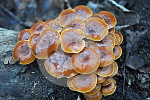 Flammulina velutipes winter fungi grow in the forest
