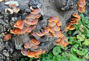 Flammulina velutipes winter mushrooms grow in nature