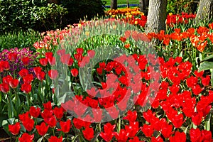 Flamy red and orange tulips in park in spring