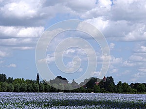 Flanders: fields with blue flax flowers