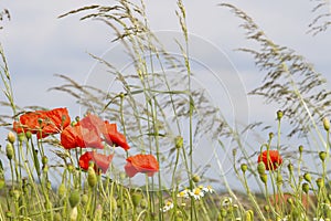 Flanders fields full of poppies