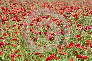 Flanders fields full of poppies photo