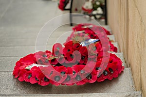 Flanders fields poppies