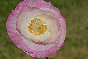 Flanders Poppy with Pink Highlights in Sunlight