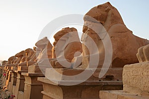 Flank of Ram sphinx