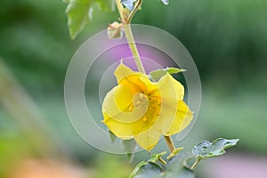 Flannel-bush Fremontodendron California Glory yellow flower