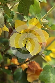 Flannel-bush Fremontodendron California Glory, yellow flower