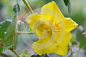 Flannel-bush Fremontodendron California Glory yellow flower in close-up