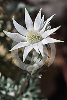 Flannel Flower 2