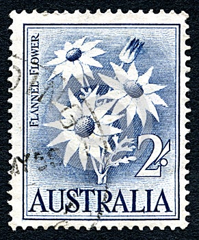 Flannel Flower Australian Postage Stamp