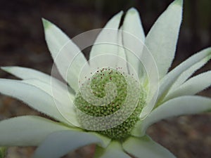 Flannel flower full face