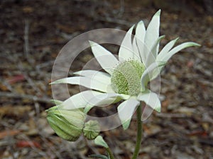 Flannel flowers