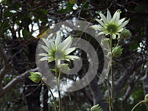 Flannel flowers face away