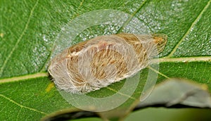 Flannel moth caterpillar up close.