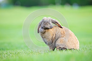 Flap-eared pet rabbit on green grass