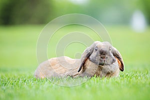 Flap-eared pet rabbit on green grass in park