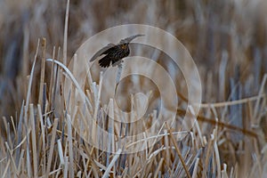 In a flap . Female Red winged blackbird flaps her wings looking for a mate.  Wetlands St Albert Alberta