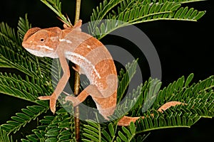 Flap-neck chameleon
