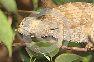 Flap-necked chameleon