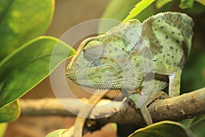 Flap-necked chameleon