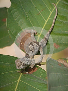 Flap-necked Chameleon