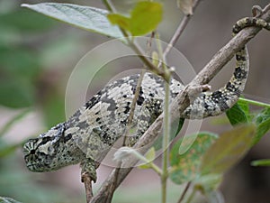 Flap-necked Chameleon