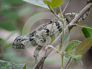 Flap-necked Chameleon