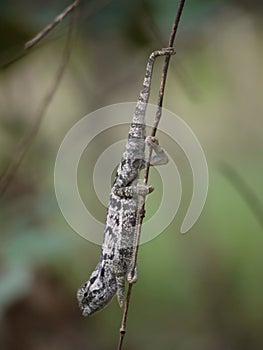 Flap-necked Chameleon