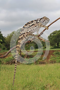 Flap-necked chameleon