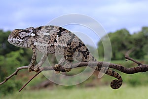 Flap necked chameleon